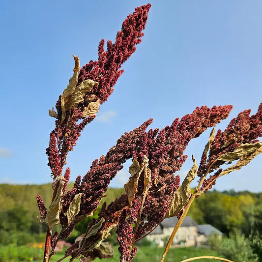 Amarante érigée séchée Fleurs séchées françaises normandie Fleurs de la Clarté bottes grossiste diy pas cher