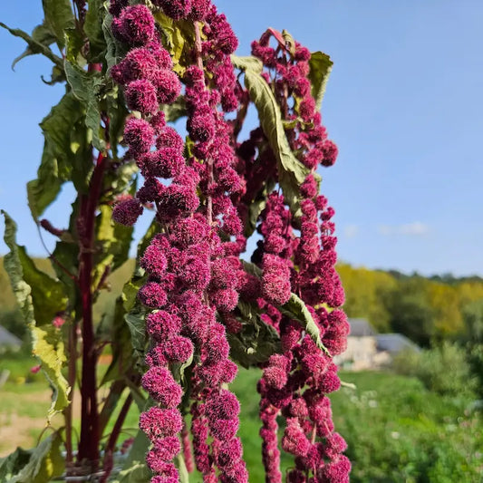 Calibrage des lianes issues d'une production artisanale exigeante pour ces amarantes spectaculaires, véritable fierté de notre ferme florale.
