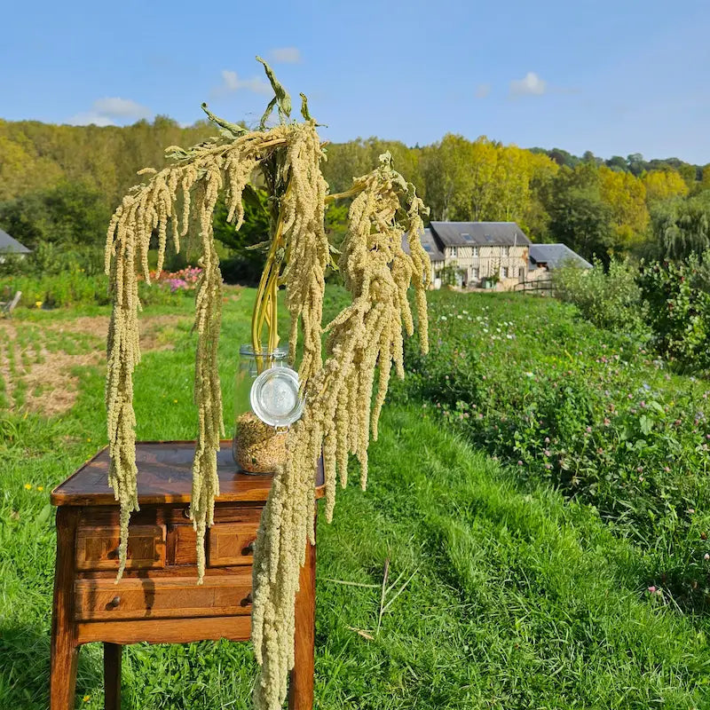 Tiges retombantes récoltées manuellement en fin d'été dans nos parcelles en permaculture pour garantir des tiges vigoureuses et saines.