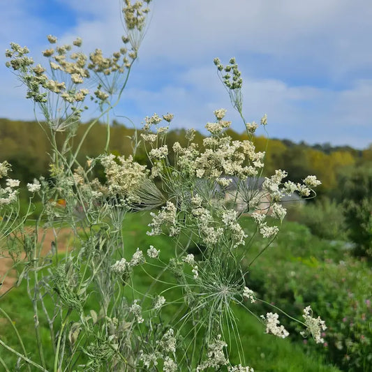 Botte d'Ammi majus séché, souvent appelé fleur de carotte sauvage, formant une véritable dentelle blanche pour la décoration florale.