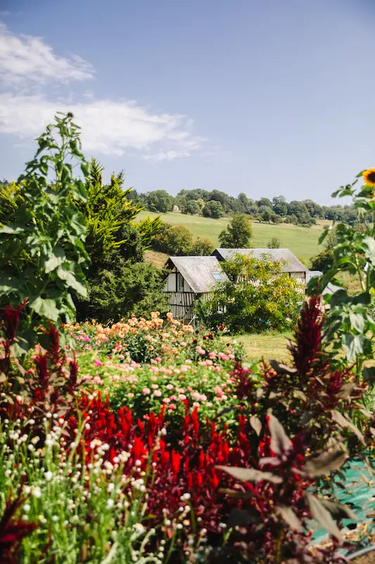 Vue de la ferme florale et ses champs de fleurs où se tient l'atelier fleurs séchées DIY des Fleurs de la Clarté à St Jouin dans le Pays d'Auge, non loin de Cabourg, Deauville et Caen