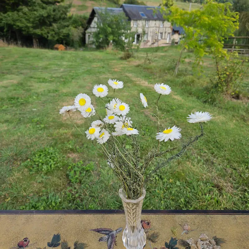 Botte d'Acroclinium blanc séché, de ravissantes petites fleurs délicates au cœur jaune, parfaites pour le DIY floral en vrac.
