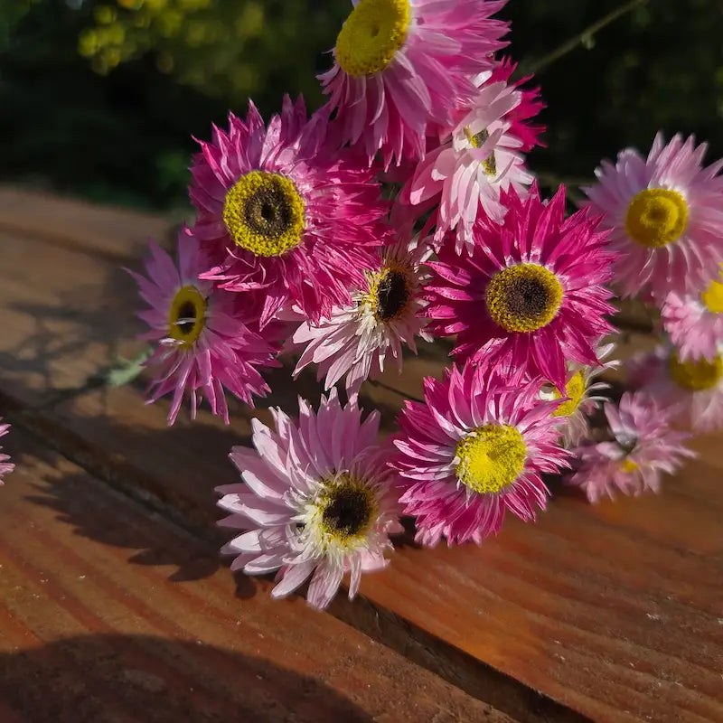 Botte d'Acroclinium rose séché, de ravissantes petites fleurs délicates au cœur jaune, parfaites pour le DIY floral en vrac.