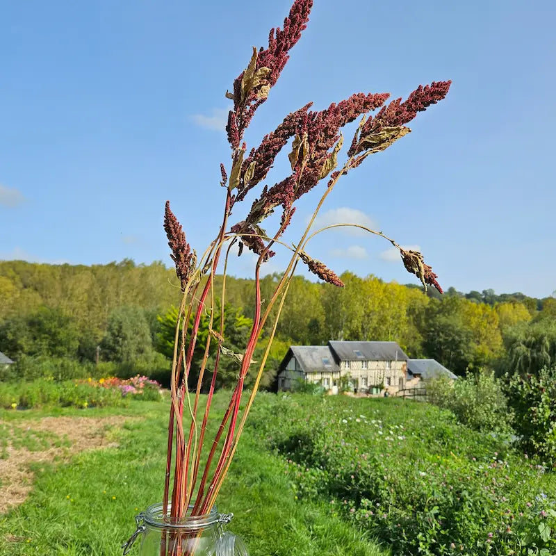 Botte d'amarante érigée séchée en vrac, de puissants épis dressés d'un pourpre intense idéaux pour structurer vos bouquets massifs.