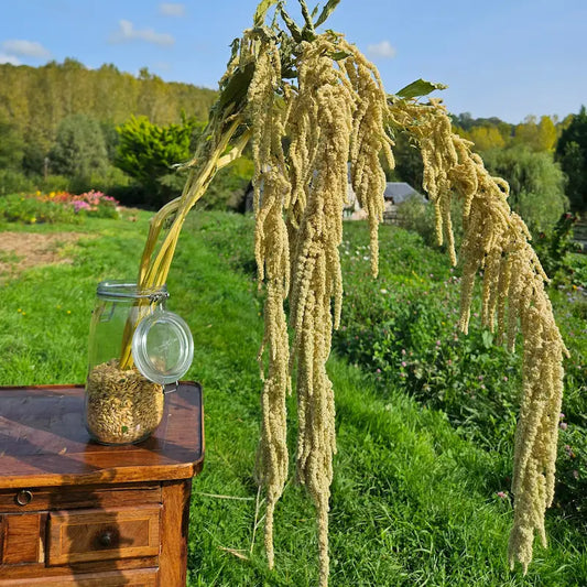 Botte d'amarante queue de renard verte séchée, des inflorescences pendantes majestueuses pour une décoration botanique extrêmement fraîche.