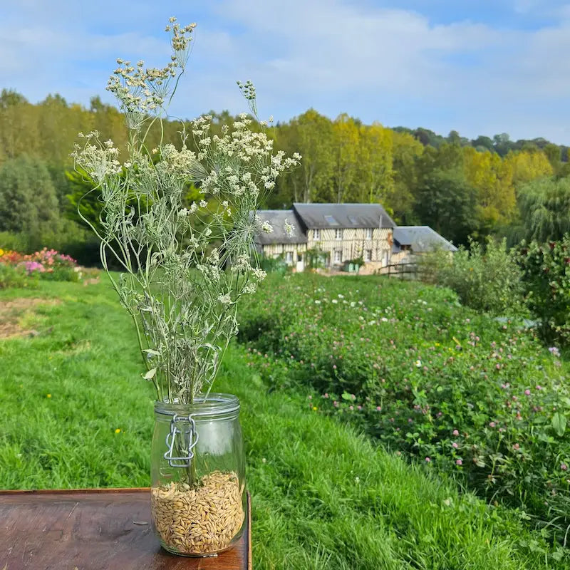 Tiges élancées d'Ammi majus poussant librement en plein champ, minutieusement récolté à la rosée du matin par nos horticulteurs.