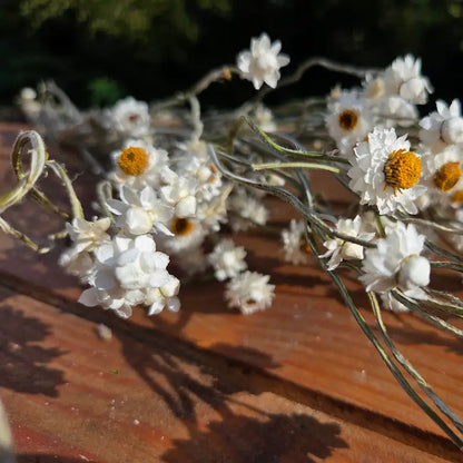 Botte d'Ammobium séché en vrac, de ravissantes petites fleurs blanches en forme d'étoiles avec un cœur jaune très proéminent.