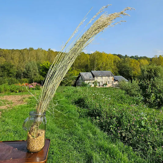 Botte d'avoine séchée naturelle cultivée en Normandie, idéale en vrac pour apporter un volume champêtre à vos créations.