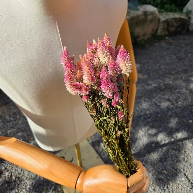 Botte de célosie flamingo séchée en vrac, d'élégants épis floraux en forme de plumeaux bicolores jouant sur des nuances roses et argentées.