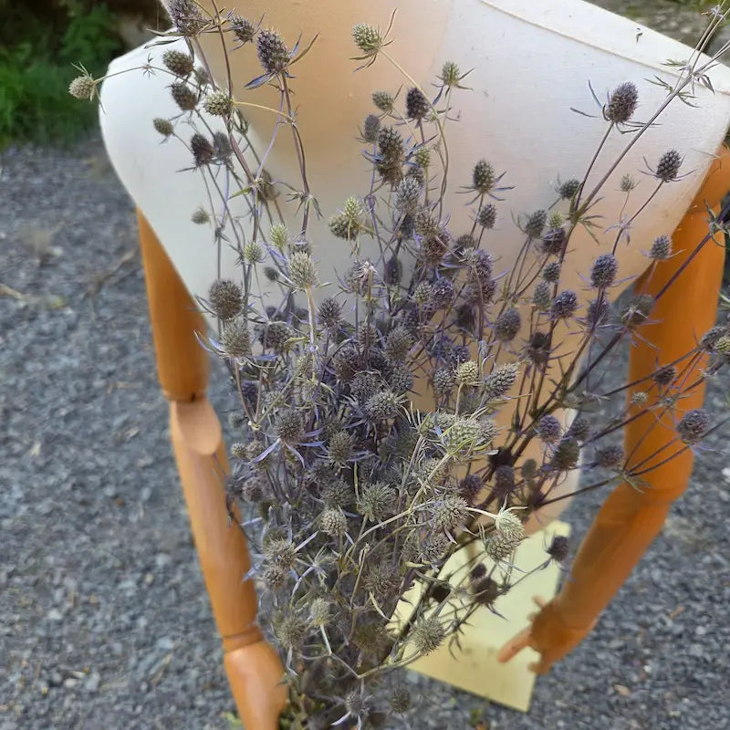 Botte de chardon bleu séché (Eryngium panicaut), une magnifique fleur sauvage, structurée et piquante, très prisée en vrac par les fleuristes.