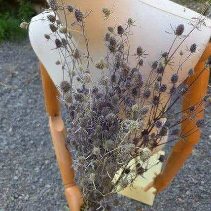 Botte de chardon bleu séché (Eryngium panicaut), une magnifique fleur sauvage, structurée et piquante, très prisée en vrac par les fleuristes.