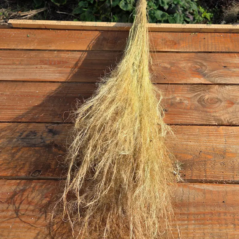 Botte de cheveux d'ange séchés (Stipa), une fine graminée vaporeuse indispensable pour des créations florales délicates.