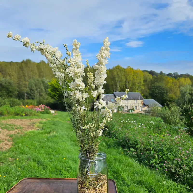 Botte de delphinium blanc séché, surnommé pied d'alouette, des épis majestueux et denses garnis de fleurs pour un volume vertical très élégant.