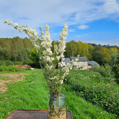 Botte de delphinium blanc séché, surnommé pied d'alouette, des épis majestueux et denses garnis de fleurs pour un volume vertical très élégant.