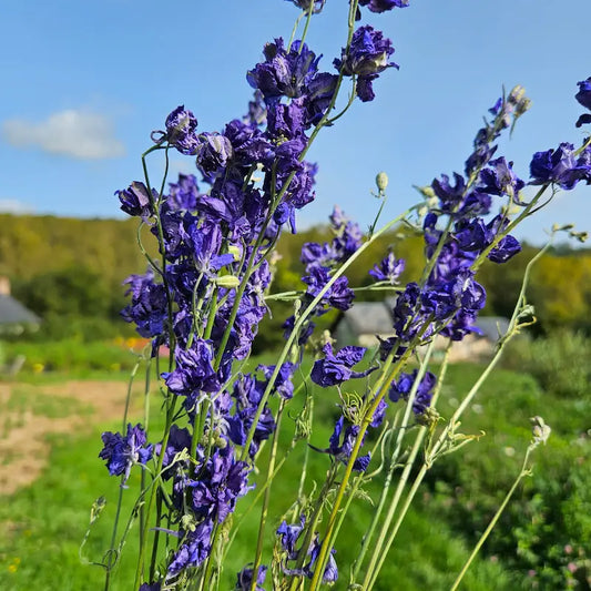 Botte de delphinium bleu roi séché, offrant une couleur pure, rare et spectaculaire pour des créations florales à l'intensité chromatique saisissante.