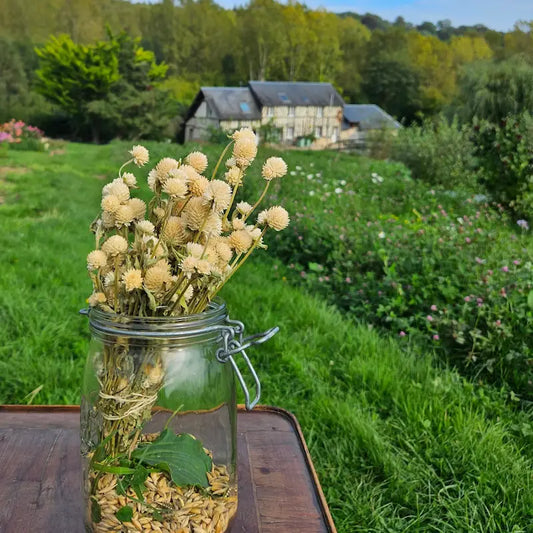 Botte de Gomphrena globosa blanc séché, de charmants et robustes petits pompons ronds indispensables pour le DIY floral amateur.