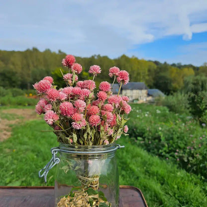 Botte de Gomphrena globosa rose séché, la fleur tendance par excellence pour dynamiser les somptueuses décorations de mariage bohèmes.