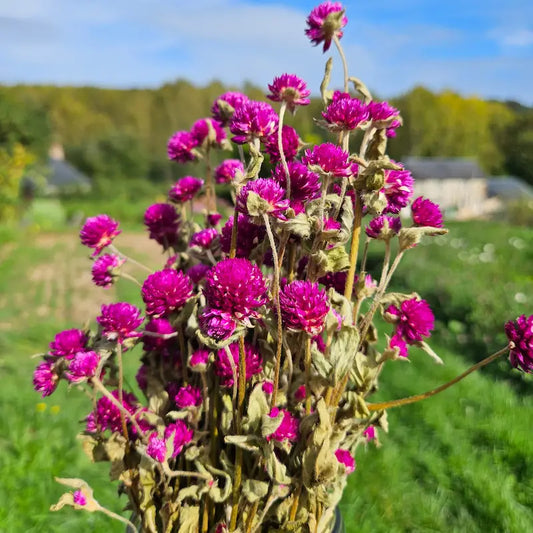 Botte de Gomphrena globosa violet séché, pour apporter du contraste dramatique et de la profondeur visuelle à vos bottes vrac.