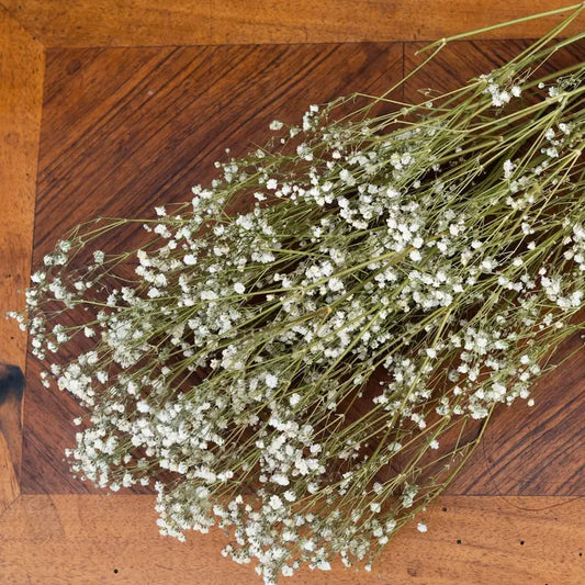 Gypsophile blanche séchée