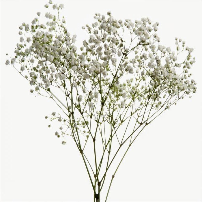 Grosse botte de Gypsophile séché blanc naturel (Brouillard) pour compositions florales aériennes.