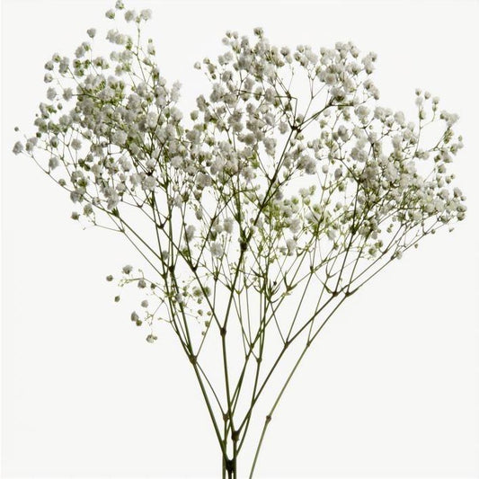Grosse botte de Gypsophile séché blanc naturel (Brouillard) pour compositions florales aériennes.