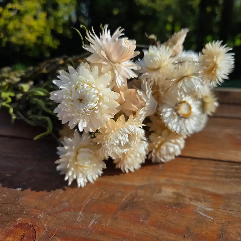 Botte d'immortelle blanche séchée (Helichrysum), la fleur intemporelle incontournable des bouquets de mariée bohèmes d'hiver.