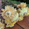 Immortelle jaune pâle séchée