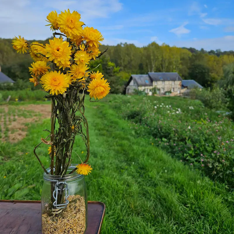 Botte d'immortelles jaune séchées de la ferme florale normande des fleurs de la clarté