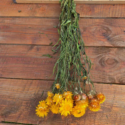 Botte d'immortelle jaune vif séchée en vrac, parfaite pour apporter de la chaleur et de la lumière à vos décorations d'intérieur.
