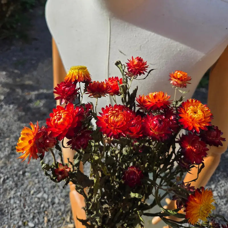 Gros plan sur le pigment orangé intense de l'Helichrysum bracteatum, fixé naturellement à l'abri de la lumière pour éviter l'affadissement.