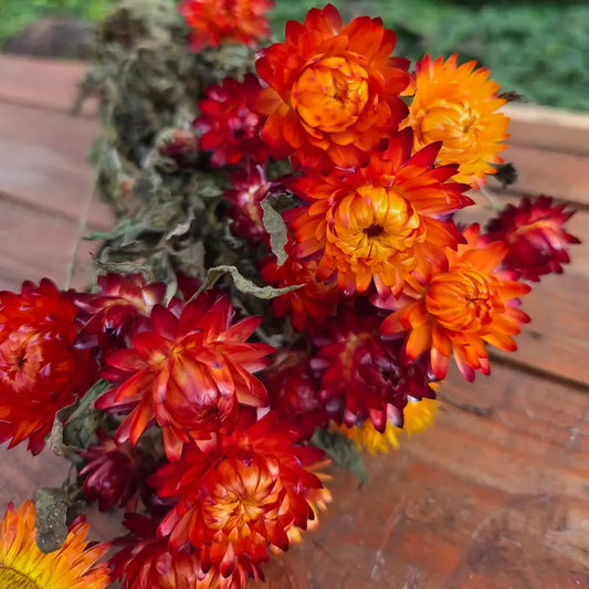 Botte d'immortelle orange séchée en vrac, la fleur maîtresse et vibrante pour vos créations florales aux chauds tons automnaux.