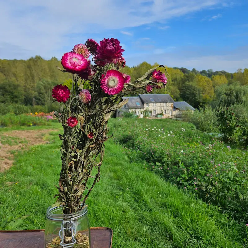 Botte d'immortelle rose séchée, l'alliée douce et parfaite pour une décoration romantique et l'élaboration de bouquets pastel.