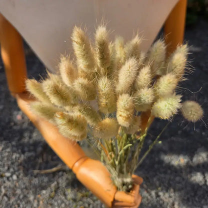 Botte de Lagurus ovatus séché naturel, affectueusement appelé gros minet, un incontournable absolu des bouquets séchés.