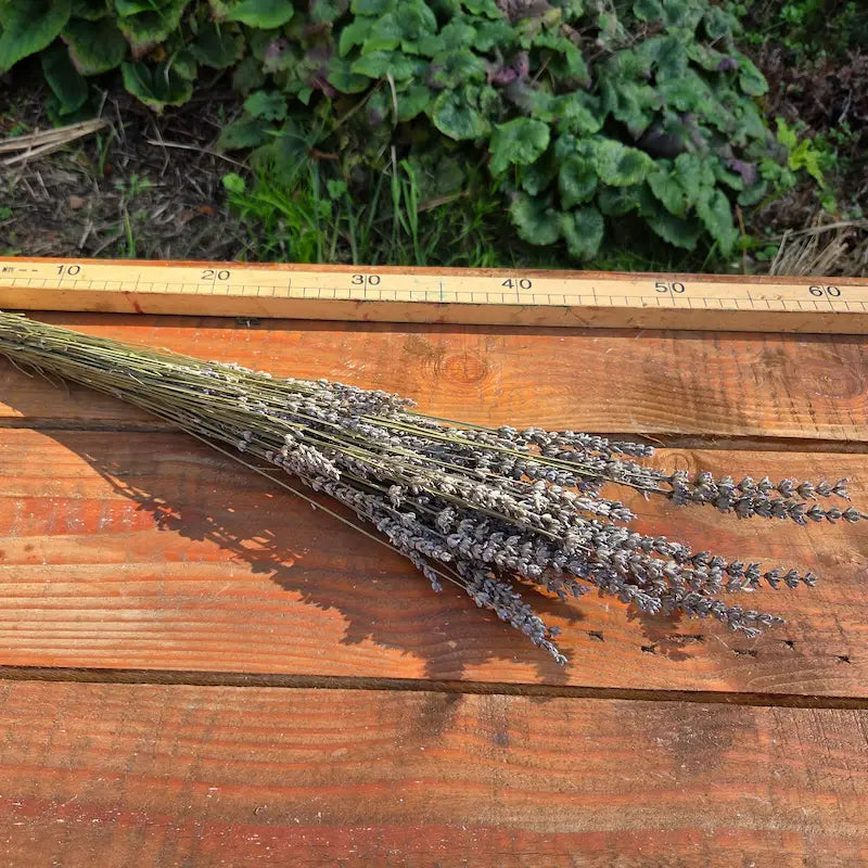 Botte de lavande séchée intensément odorante, le grand classique incontournable de la fleur séchée avec son parfum camphré et apaisant si reconnaissable.
