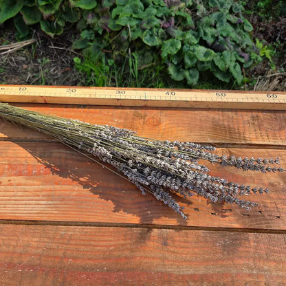Botte de lavande séchée intensément odorante, le grand classique incontournable de la fleur séchée avec son parfum camphré et apaisant si reconnaissable.