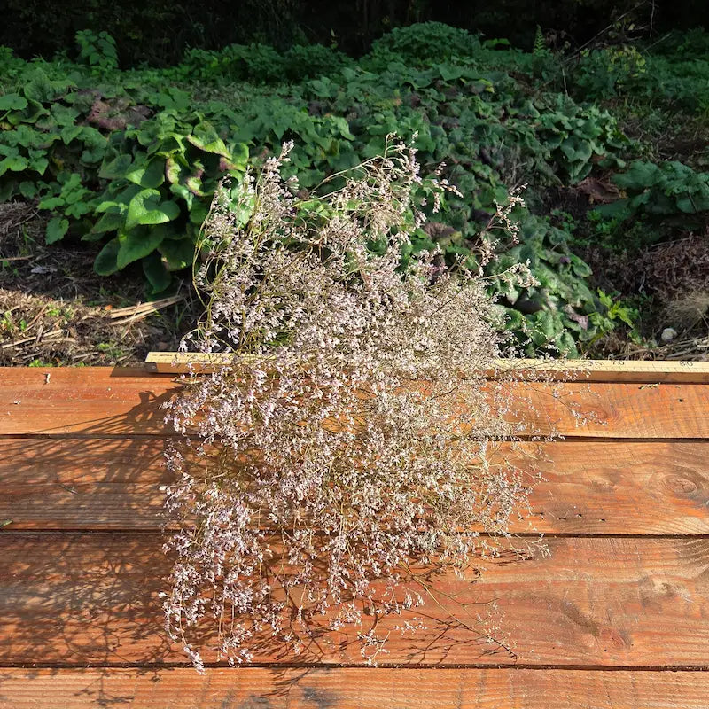 Botte volumineuse de limonium blanc séché, de longs épis sinueux et tordus spectaculairement recouverts d'une myriade de minuscules fleurs blanches.