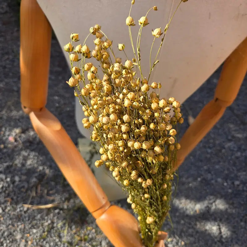 Botte de lin séché en vrac, aux fines tiges abondamment garnies de multiples petites capsules rondes, absolument parfaites pour alléger visuellement un bouquet.
