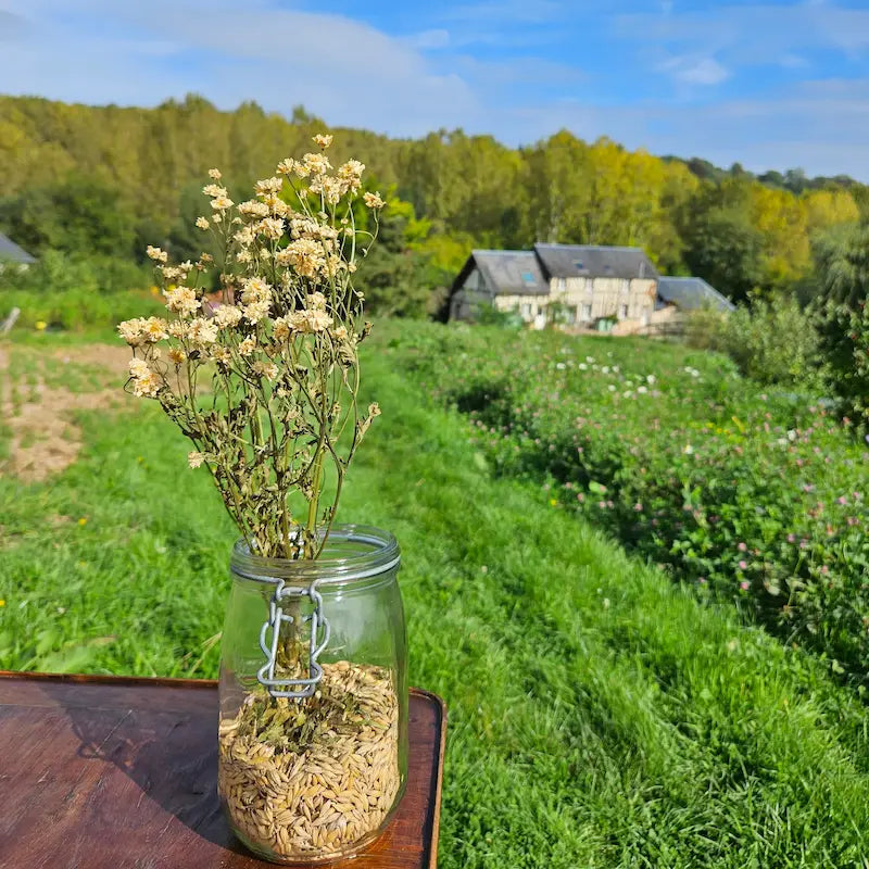 Botte de matricaire tetra white séchée, offrant de charmantes allures de petites camomilles sauvages pour un charme rural indéniable.