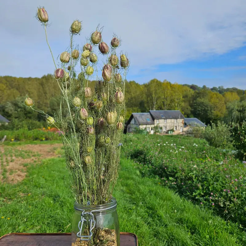 Botte de Nigelle de Damas séchée, de magnifiques capsules gonflées et nervurées offrant un effet cabinet de curiosités fascinant.