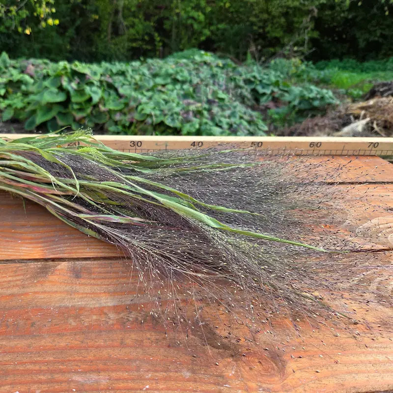 Présentation en vrac du Panicum fontaine, une herbe fine soigneusement préparée pour les adeptes de loisirs créatifs.