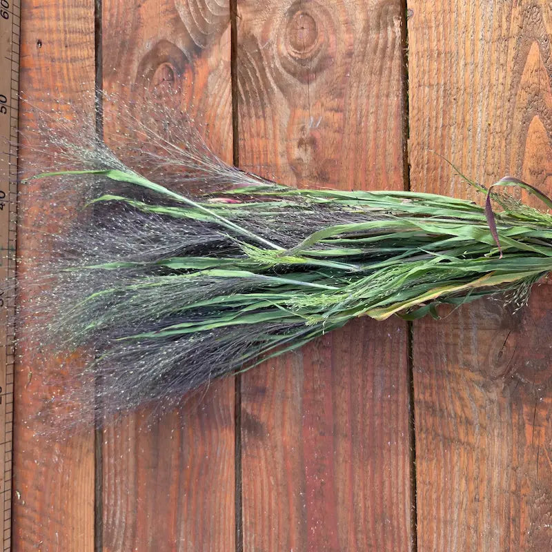 Botte de Panicum fontaine séché, une graminée extrêmement aérienne qui apporte un mouvement naturel captivant aux bouquets.