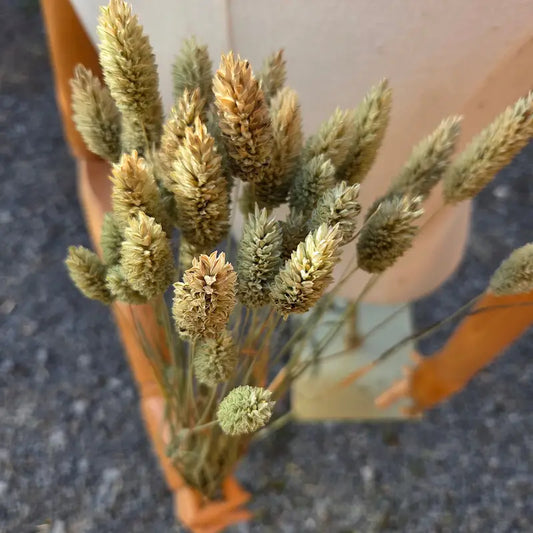 Botte de Phalaris séché, couramment appelé ruban de bergère, parfait pour ajouter des pointes graphiques à vos créations.