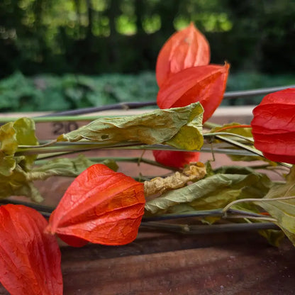 Botte de Physalis séché en vrac, connu sous le nom poétique d'amour-en-cage, des lampions orange vif pour une décoration chaleureuse.
