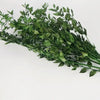 Ruscus séché