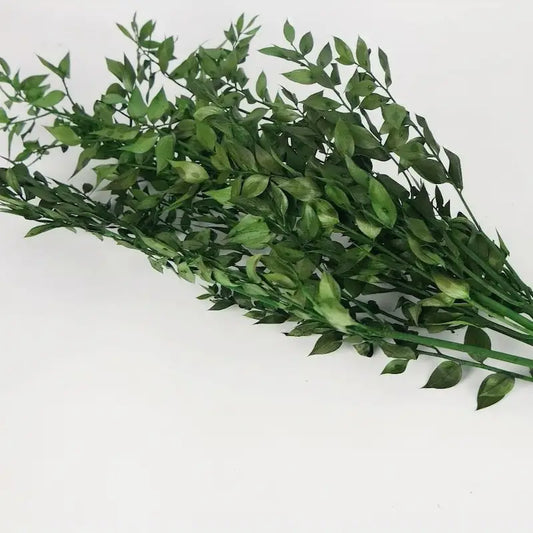 Ruscus séché