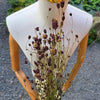 Sanguisorba séché