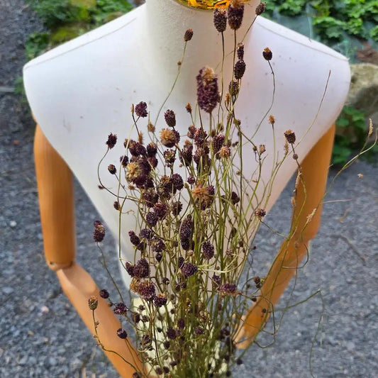 Botte de Sanguisorba séché, communément appelé pimprenelle, de ravissants petits chatons bordeaux suspendus au bout de tiges très fines.