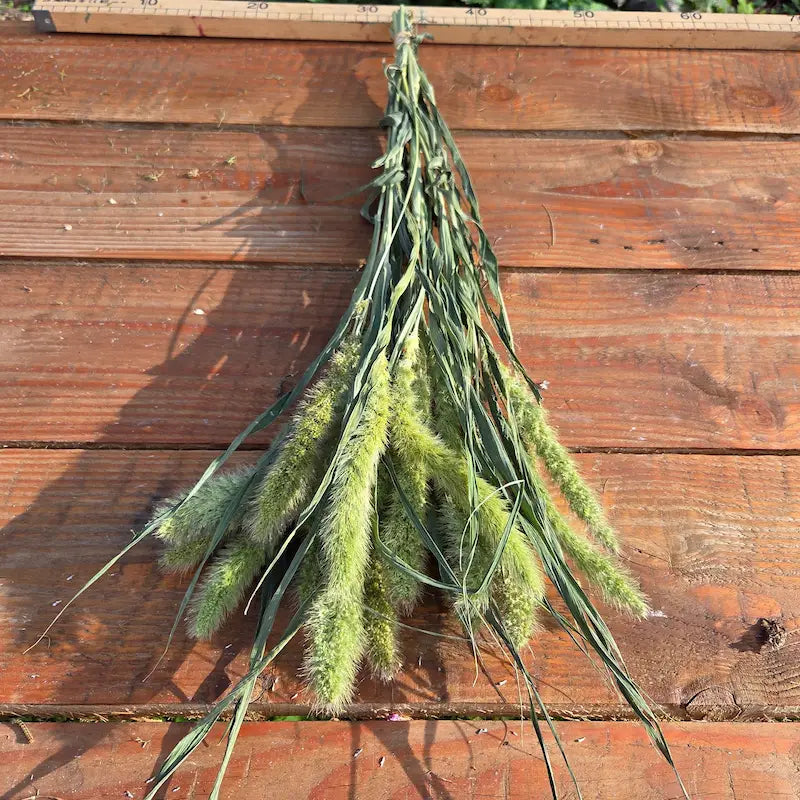 Botte de Sétaire verte séchée cultivée en Normandie