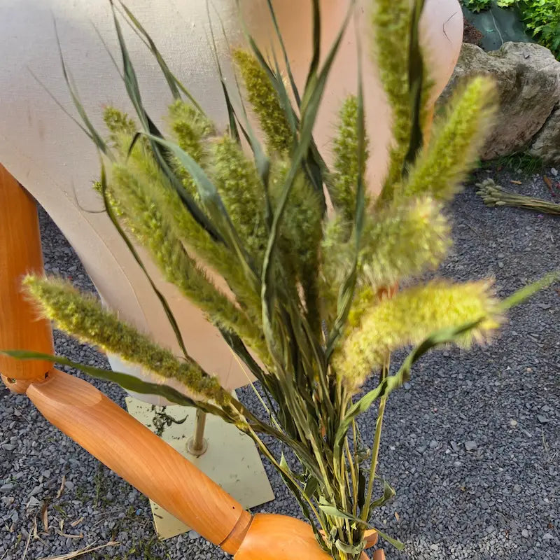 Botte de Sétaire verte séchée (Setaria macrostachya), graminée lumineuse et duveteuse pour de subtiles touches de fraîcheur.