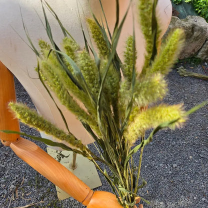 Botte de Sétaire verte séchée (Setaria macrostachya), graminée lumineuse et duveteuse pour de subtiles touches de fraîcheur.